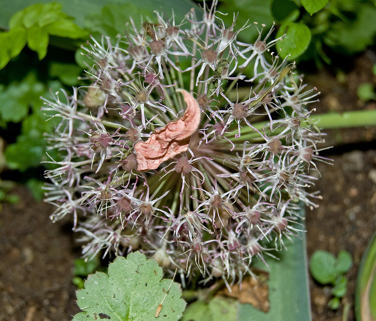 Image of Allium karataviense specimen.