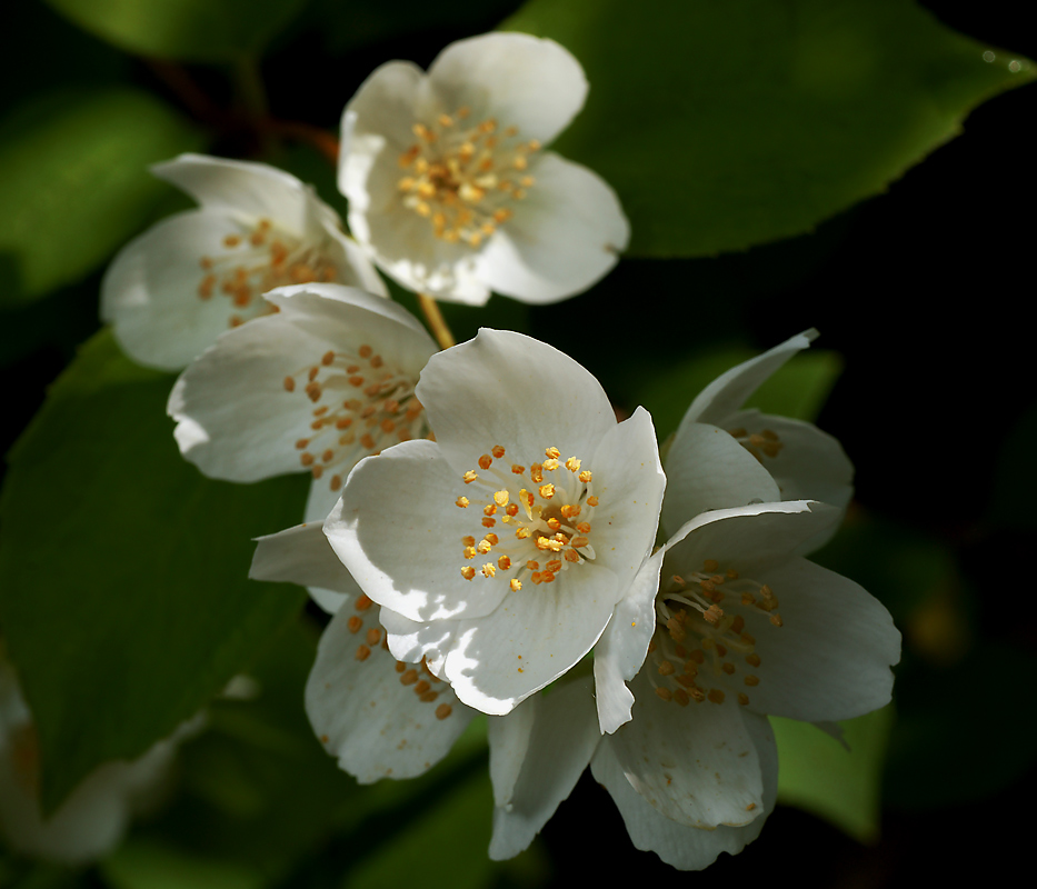 Image of Philadelphus pubescens specimen.