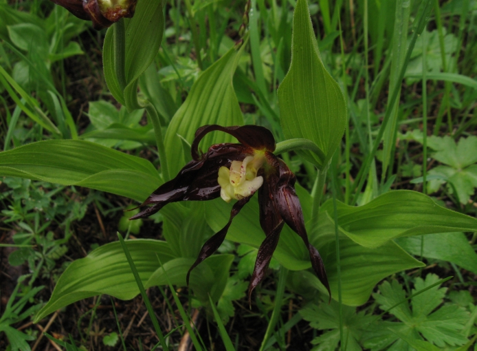 Изображение особи Cypripedium calceolus.