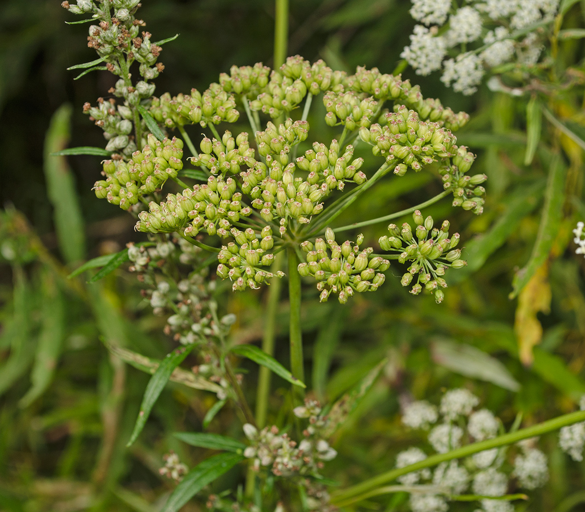 Image of Cenolophium fischeri specimen.