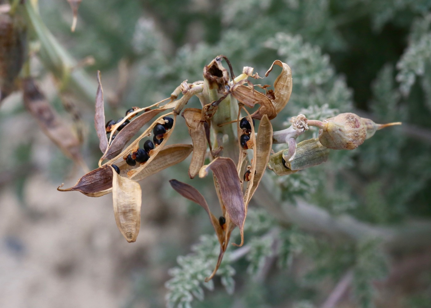 Image of Corydalis stricta specimen.