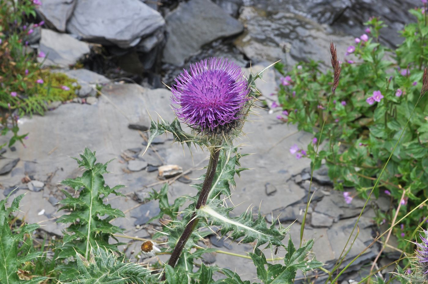 Image of Cirsium pugnax specimen.