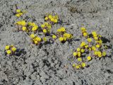 Tussilago farfara