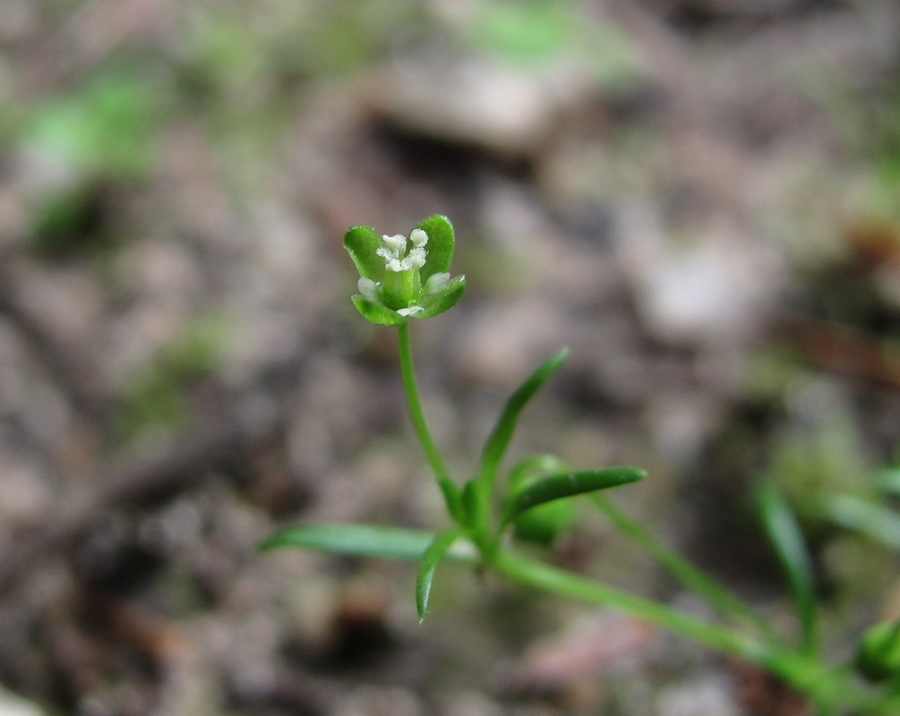 Изображение особи Sagina procumbens.