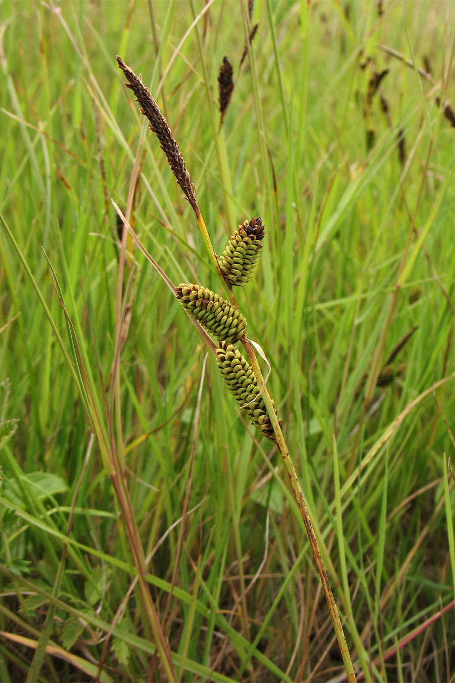 Image of Carex nigra specimen.