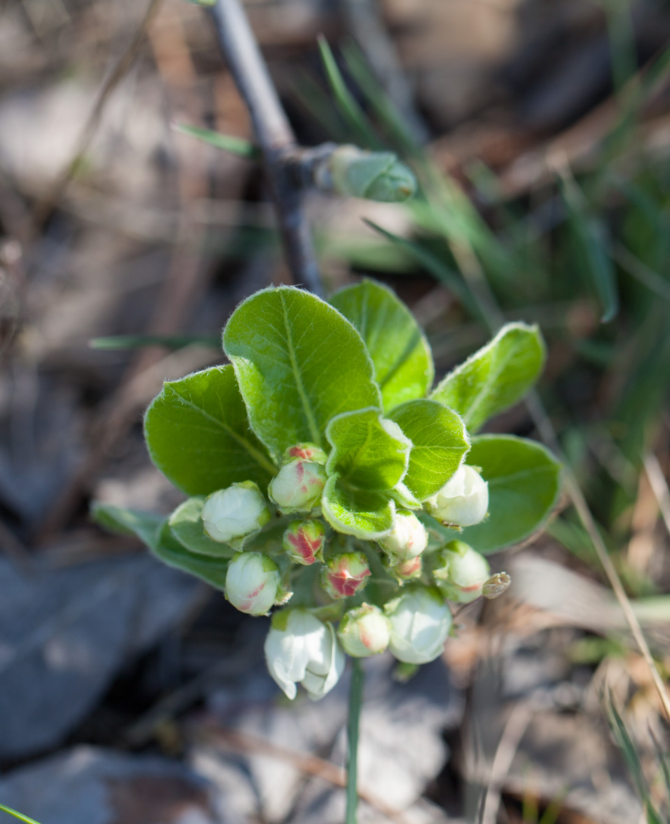 Image of familia Rosaceae specimen.