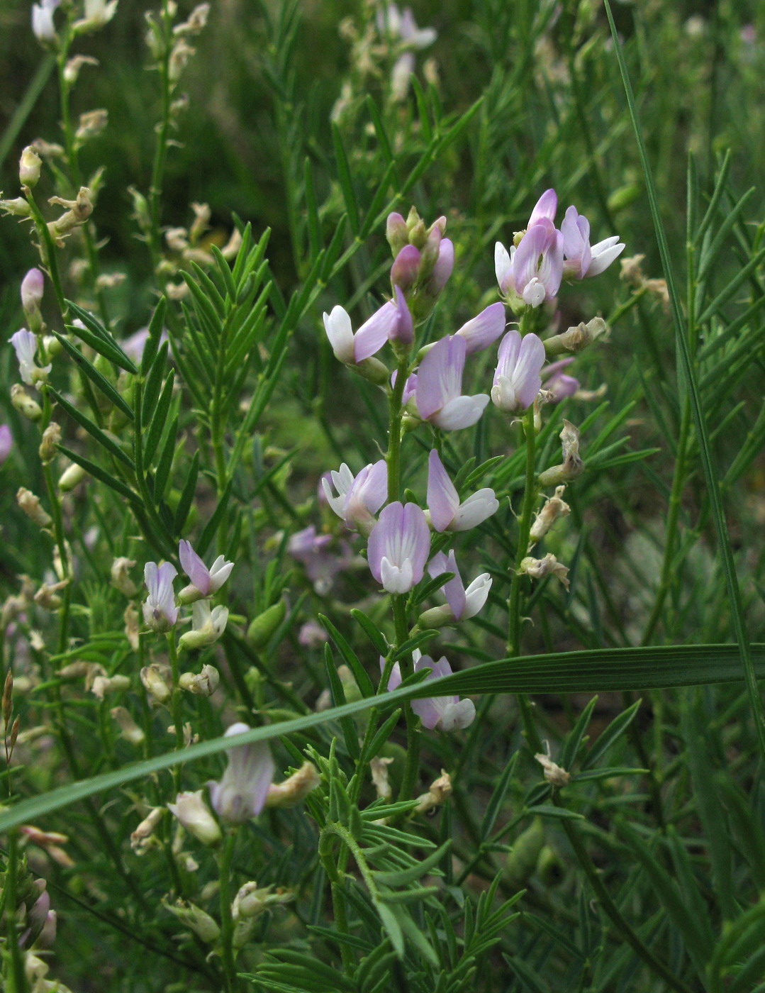 Image of Astragalus versicolor specimen.