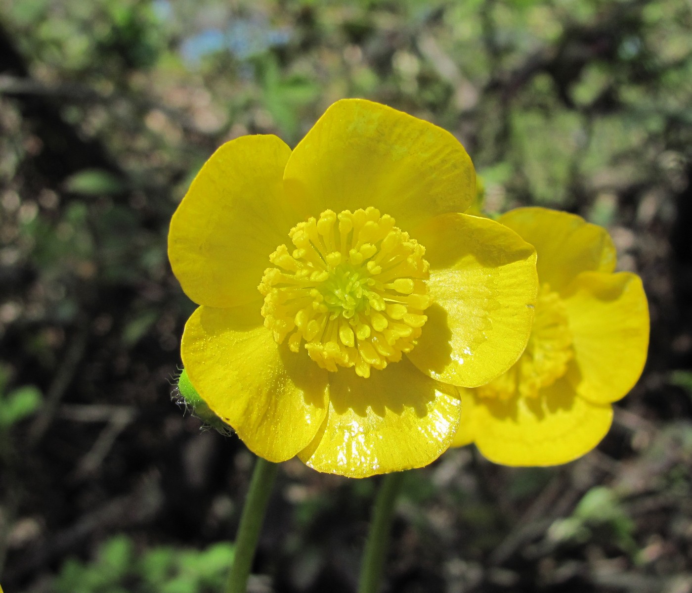 Image of Ranunculus villosus specimen.