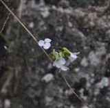 Arabis caucasica. Цветки. Турция, ил Эрзурум, окр. крепости Унгюзек, на скале. 21.04.2019.