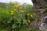 Ranunculus oreophilus