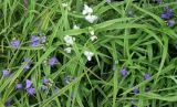 Tradescantia virginiana. Цветущие растения (белоцветковая форма в окружении обычных растений). Московская обл., г. Электрогорск, в культуре. 01.06.2019.