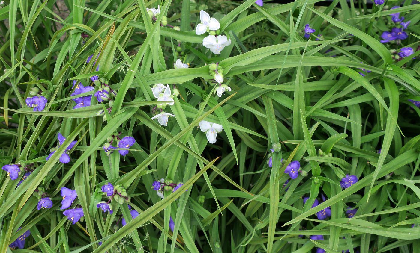 Image of Tradescantia virginiana specimen.