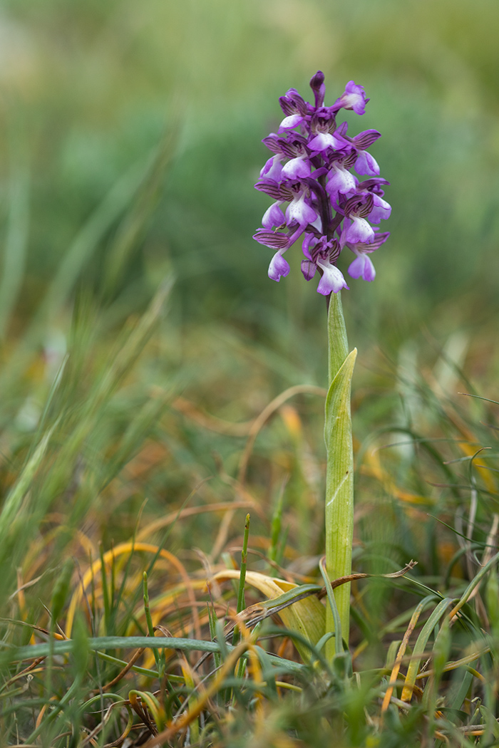 Image of Anacamptis morio ssp. caucasica specimen.