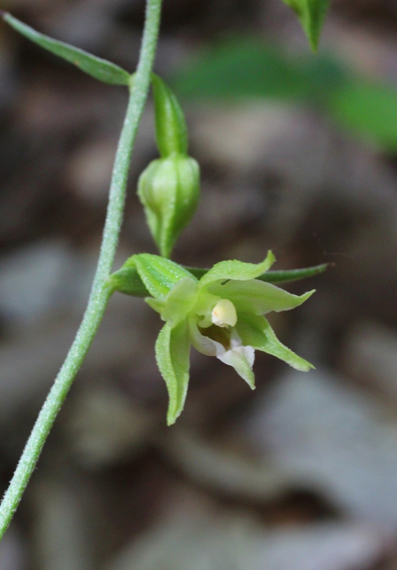 Изображение особи Epipactis muelleri.