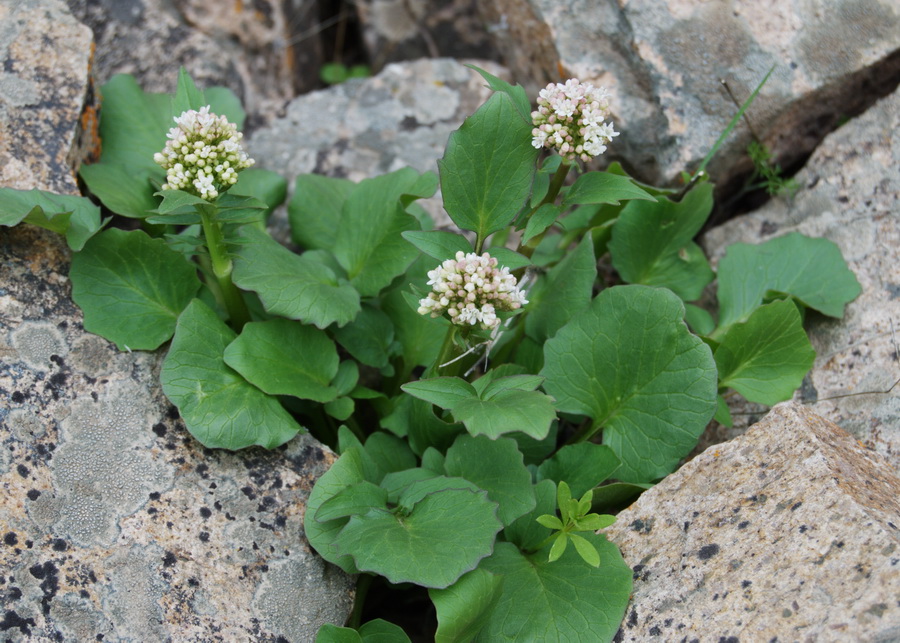 Изображение особи Valeriana ficariifolia.