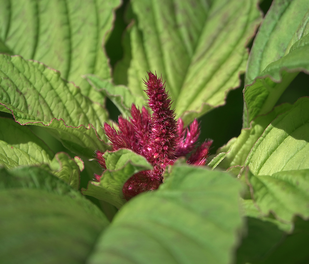 Image of Amaranthus hypochondriacus specimen.