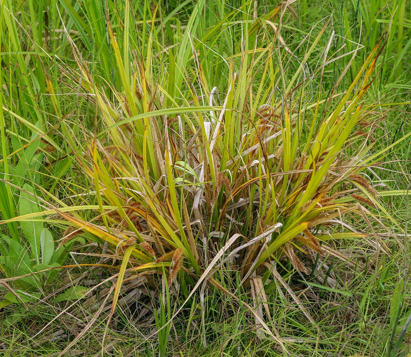 Изображение особи Carex pseudocyperus.