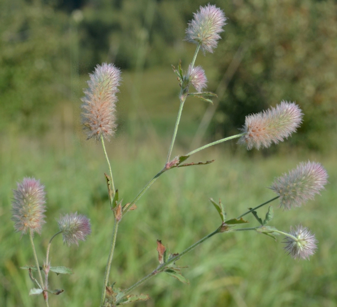 Image of Trifolium arvense specimen.