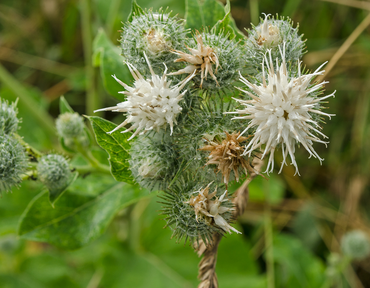 Изображение особи Arctium tomentosum.