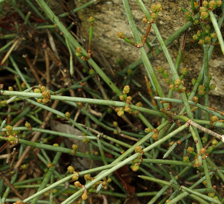 Image of Ephedra distachya specimen.