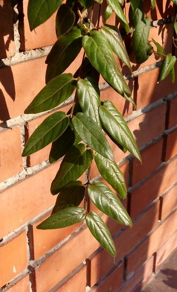 Image of Lonicera japonica specimen.