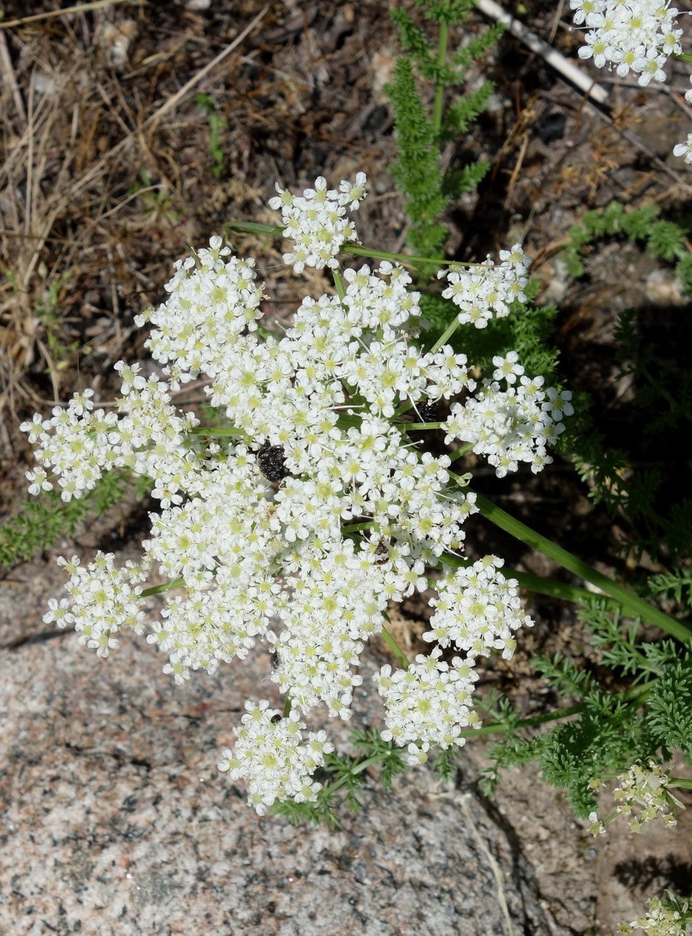 Image of Schrenkia golickeana specimen.