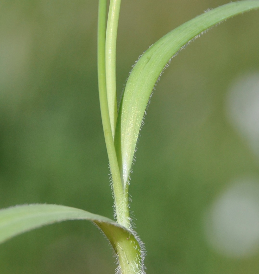 Image of Allium trifoliatum specimen.