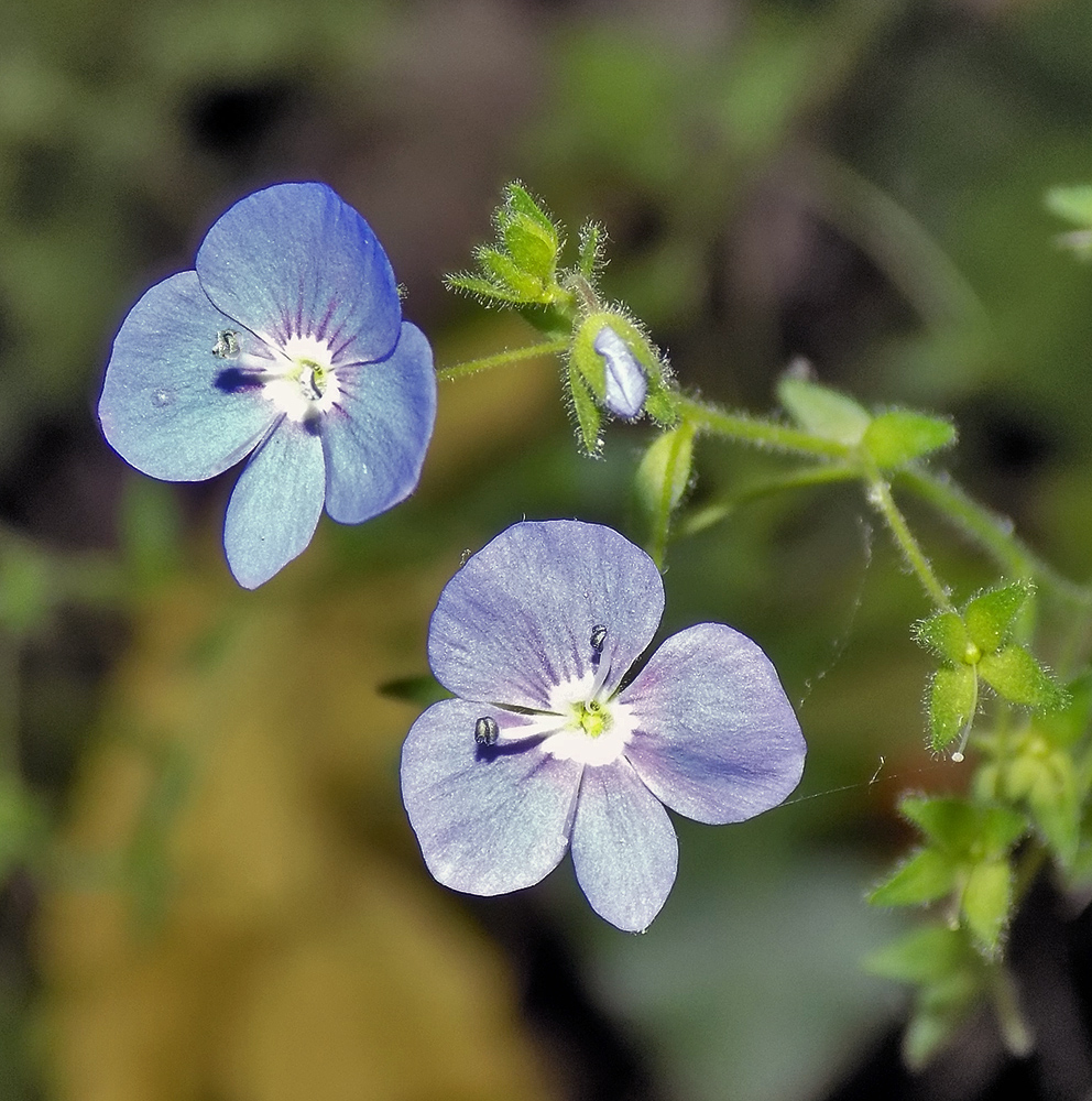 Image of Veronica umbrosa specimen.