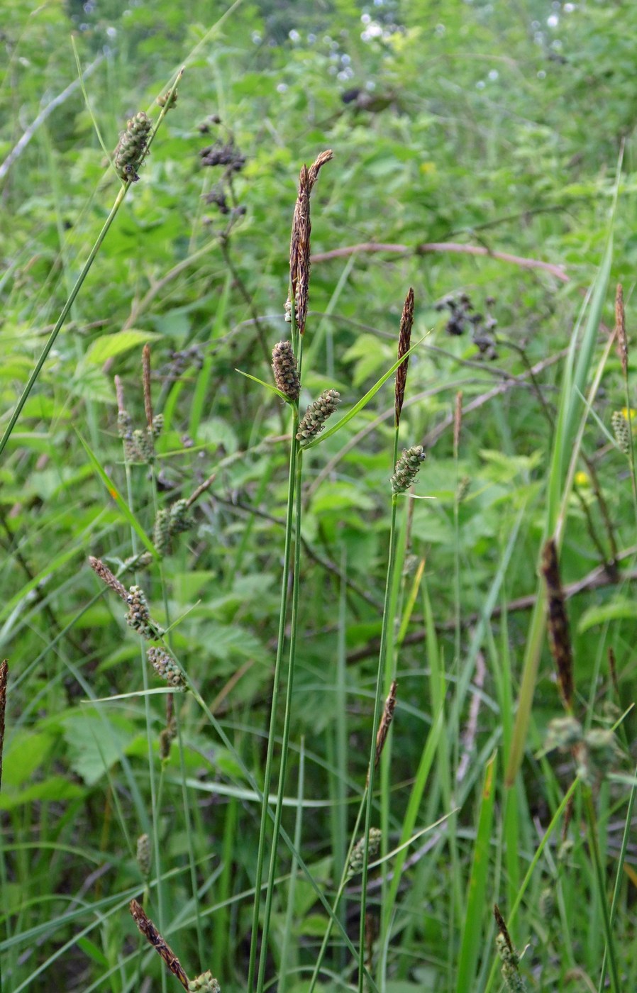 Image of Carex tomentosa specimen.