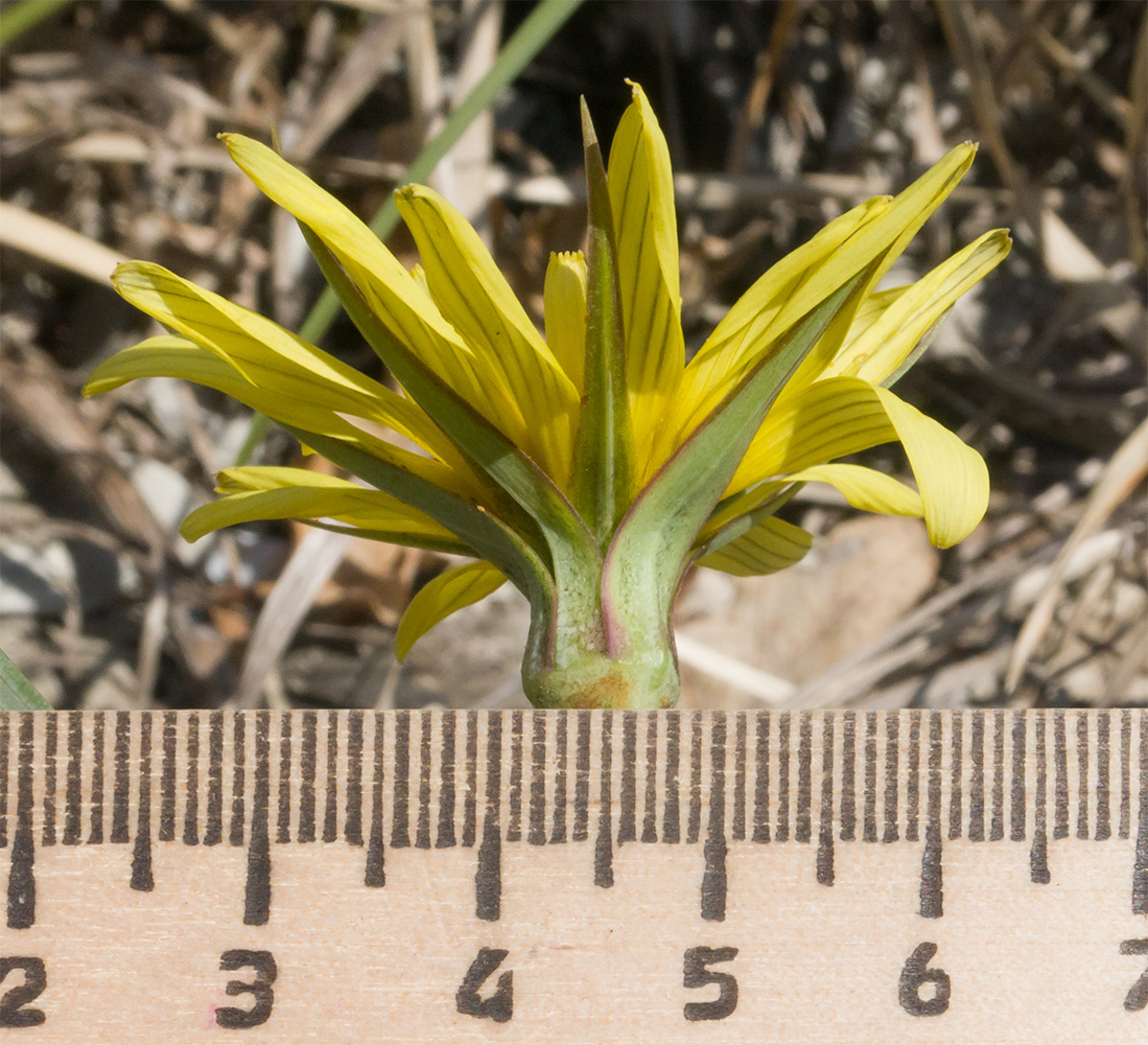 Изображение особи Tragopogon brevirostris.