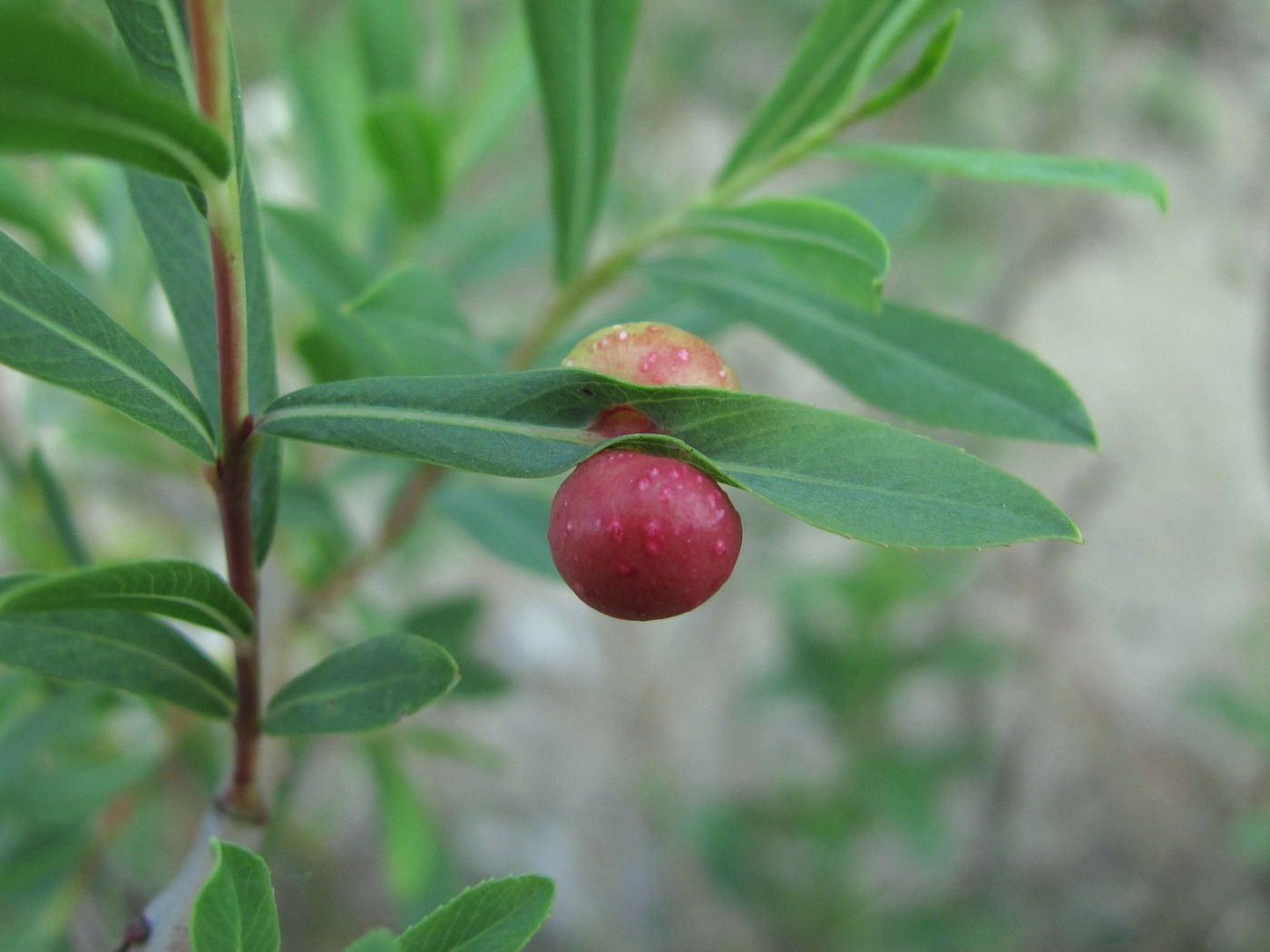 Image of Salix elbursensis specimen.