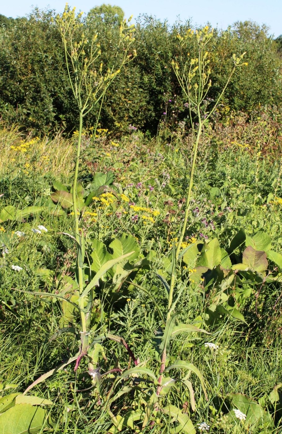 Изображение особи Sonchus palustris.