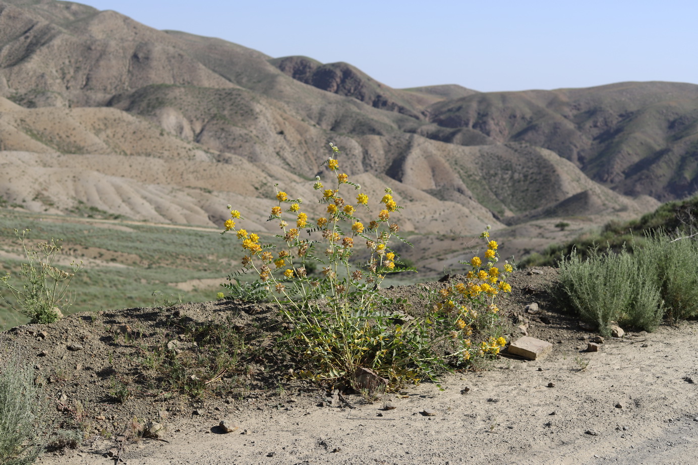 Изображение особи Astragalus schahrudensis.