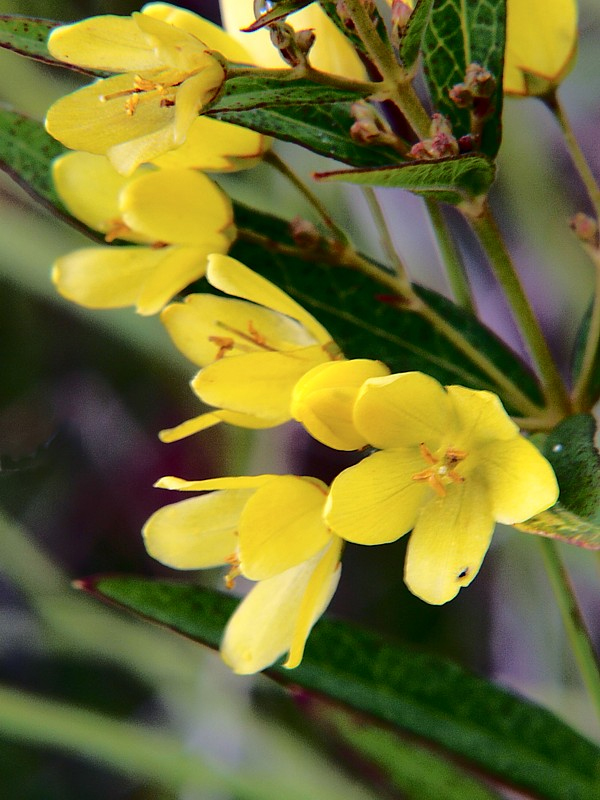 Изображение особи Lysimachia davurica.