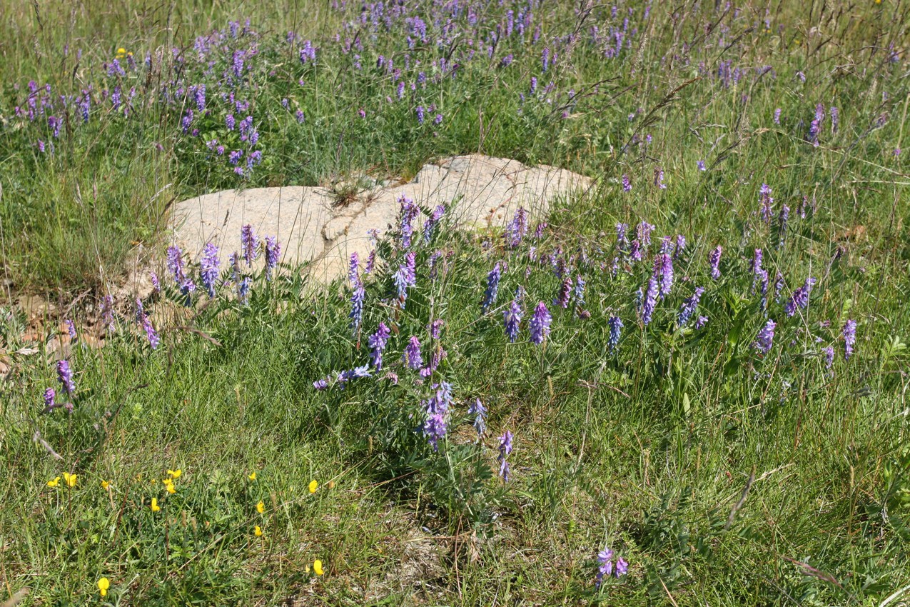 Image of Vicia cracca specimen.