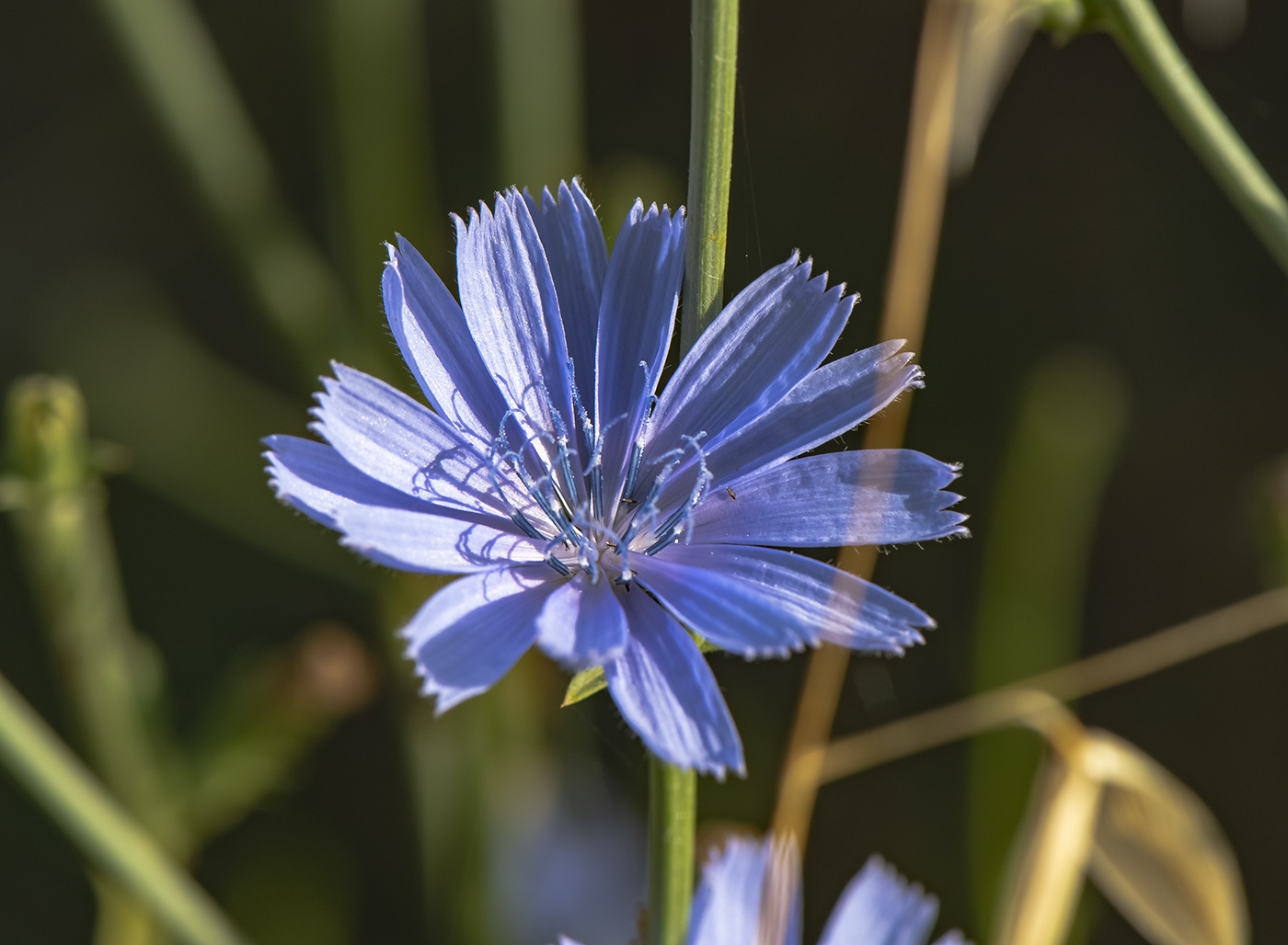 Image of Cichorium intybus specimen.