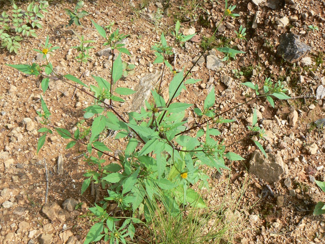 Изображение особи Bidens frondosa.