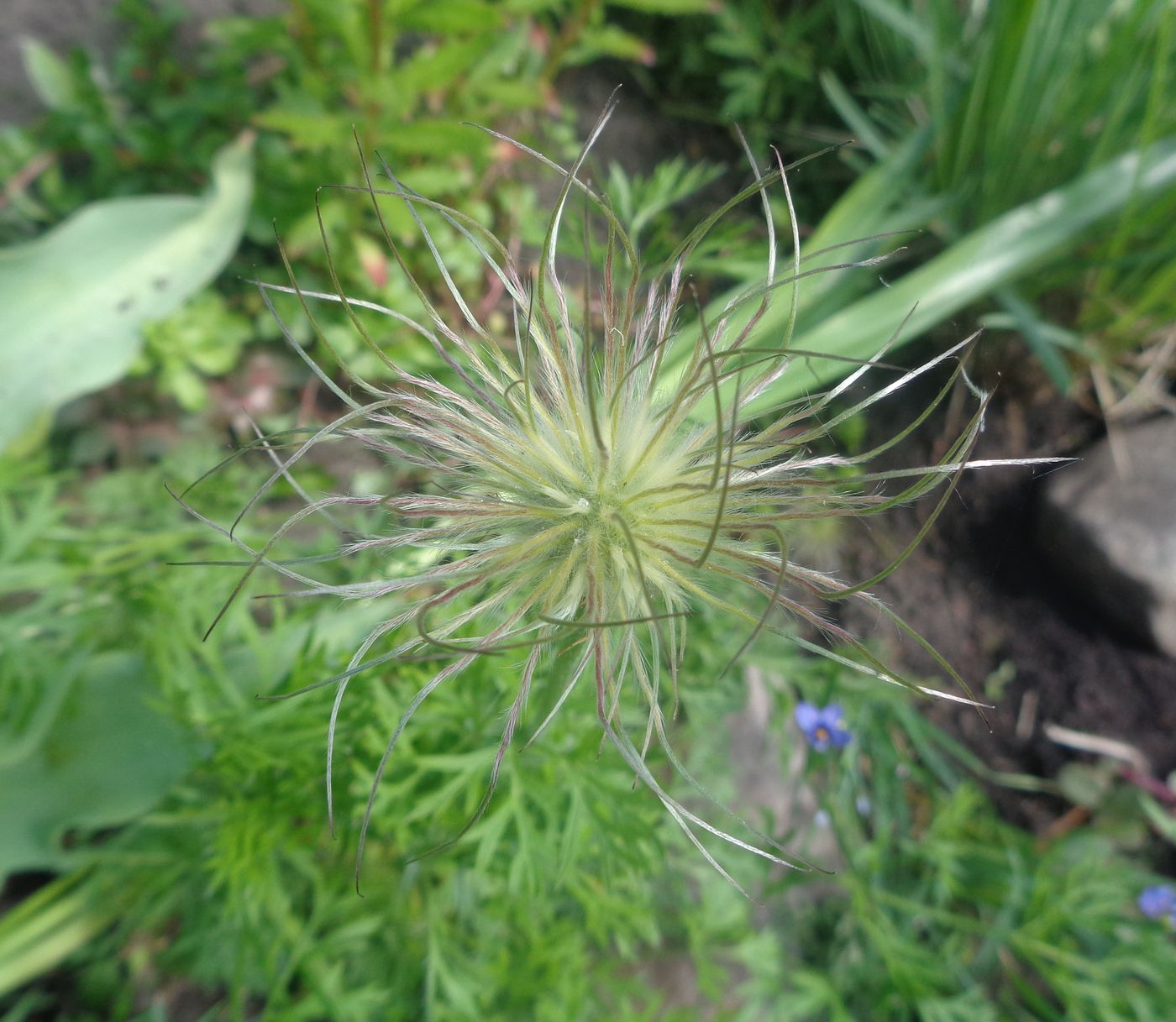 Изображение особи род Pulsatilla.