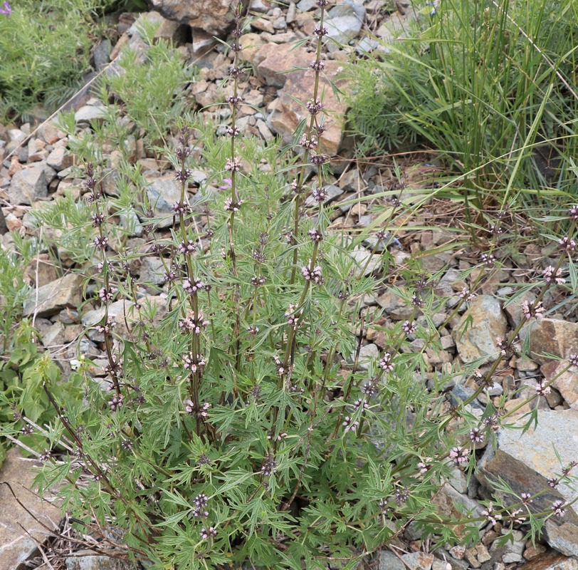 Image of genus Leonurus specimen.