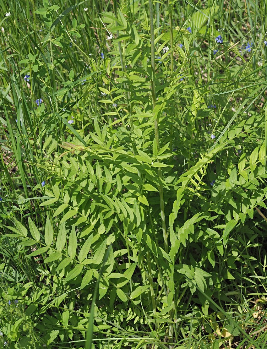 Image of Polemonium caeruleum specimen.