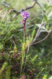 Dactylorhiza psychrophila