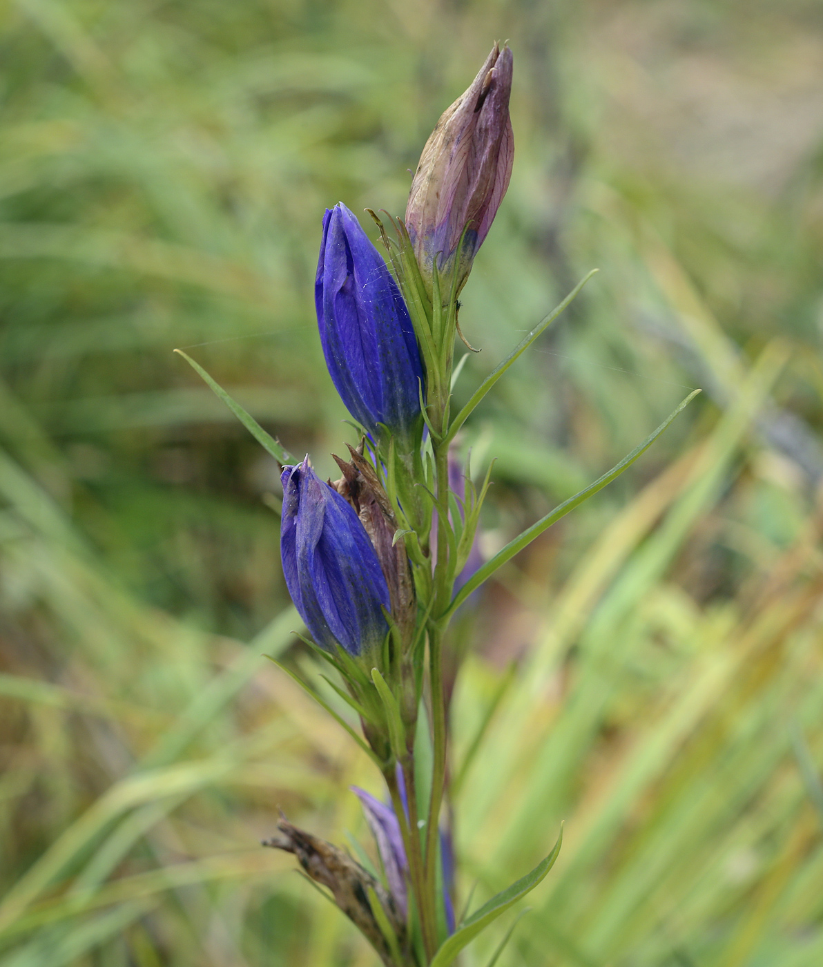 Изображение особи Gentiana pneumonanthe.