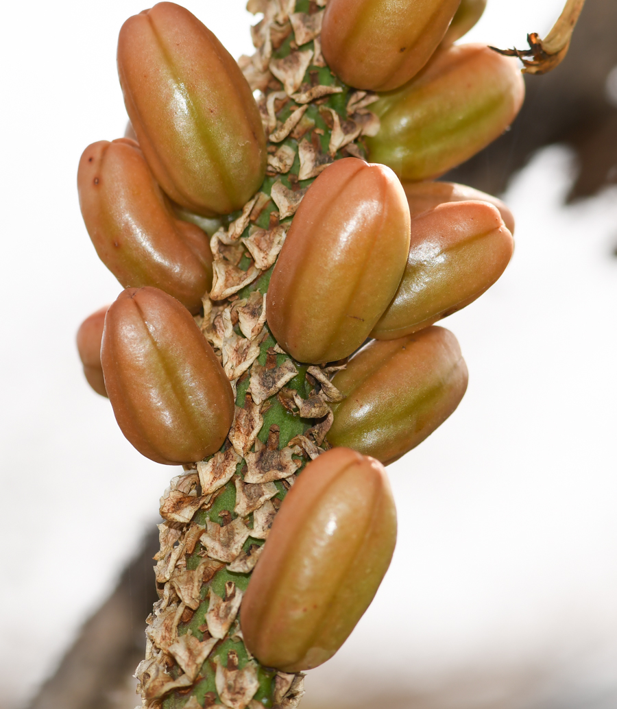 Изображение особи Aloe africana.