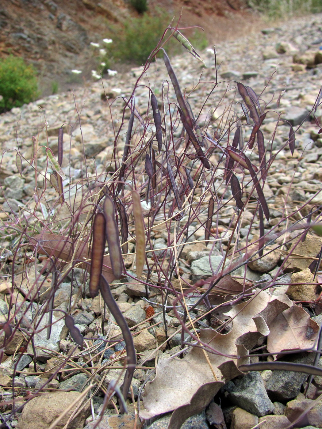 Image of Ricotia carnosula specimen.