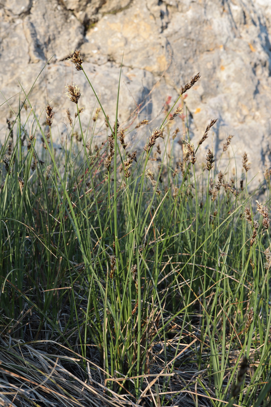 Image of Carex stenophylla specimen.