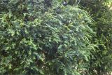 Buxus colchica. Часть кроны плодоносящего растения. Абхазия, г. Сухум, Сухумский ботанический сад. 14.05.2021.