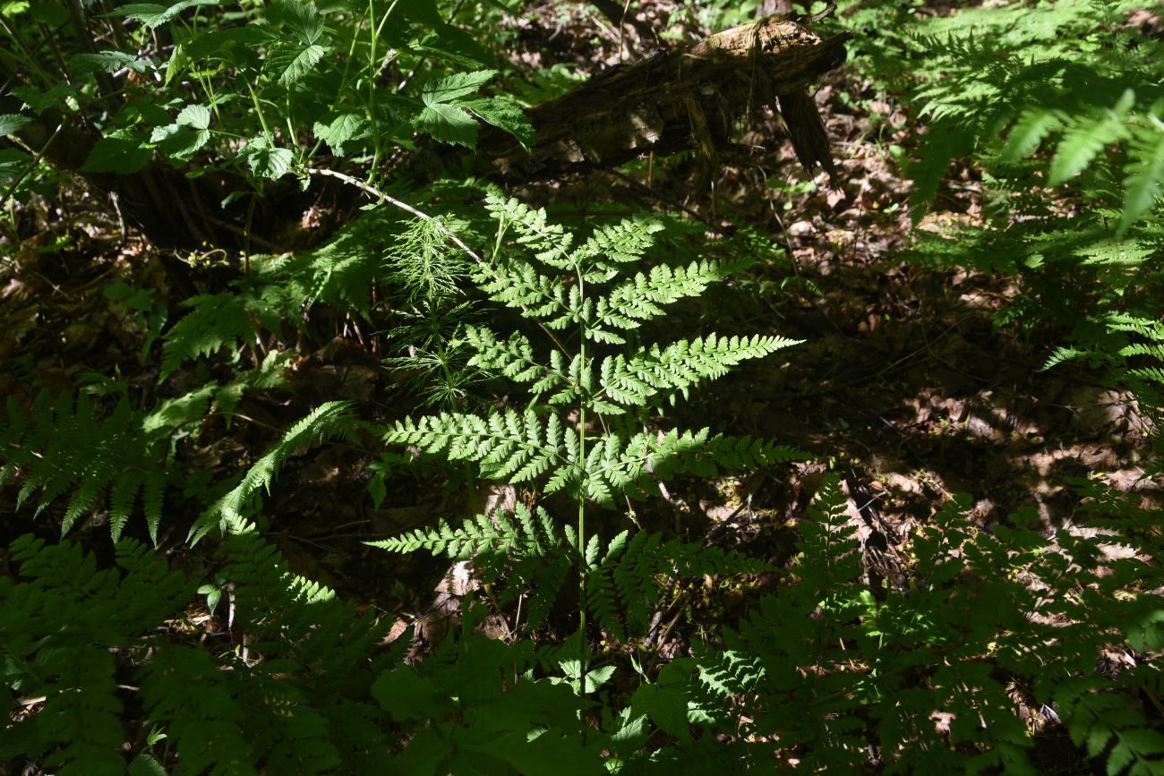 Image of Dryopteris carthusiana specimen.