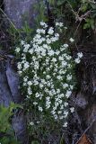 Draba cardaminiflora. Цветущее растение. Приморский край, Дальнегорский ГО, окр. с. Рудная Пристань, 1 км к юго-юго-западу от мыса Бриннера, приморские скалы. 12.06.2022.