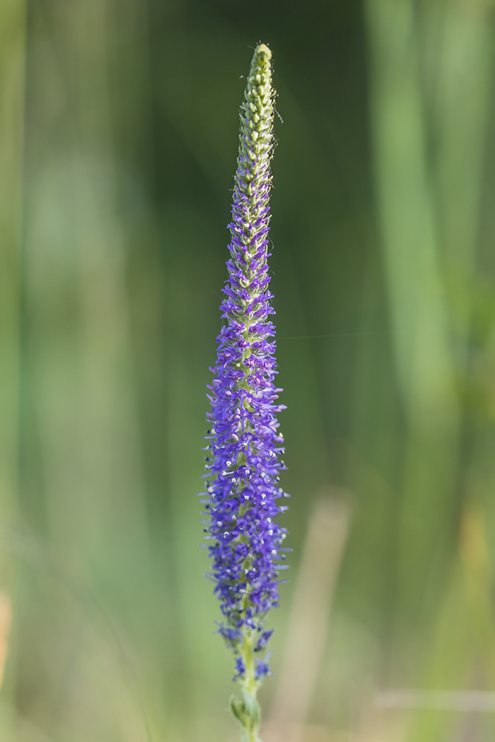 Image of Veronica spicata specimen.