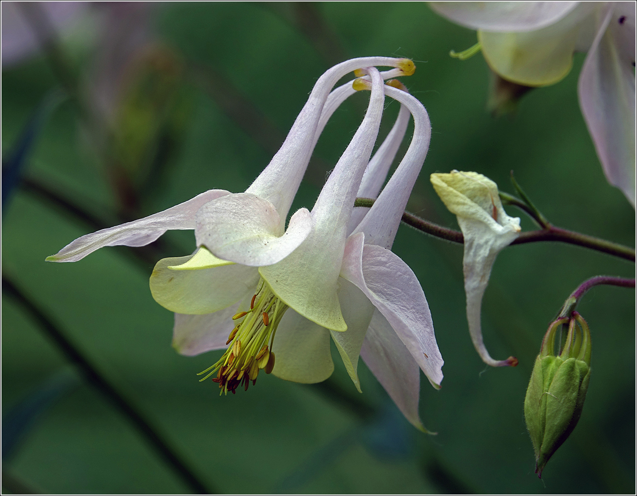 Image of Aquilegia vulgaris specimen.